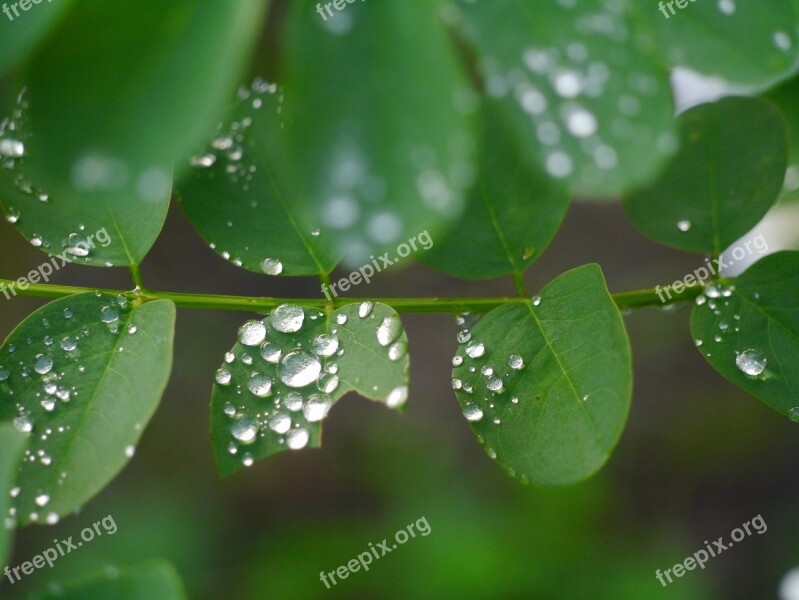 Leaf Grass Rain Drop Of Water Promenade