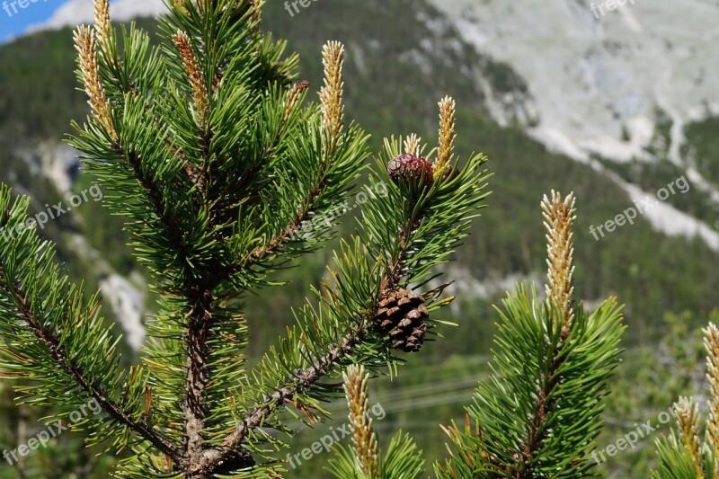 Pine Cones Tree Fir Tree Tannenzweig Needles