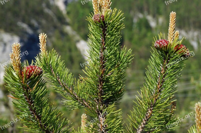 Pine Cones Tree Fir Tree Tannenzweig Needles