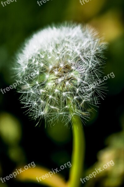 Dandelion Impression Blur Flower Nature