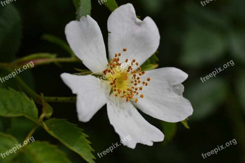 Wild Rose Wild Flowers Flower Flowers White Flowers