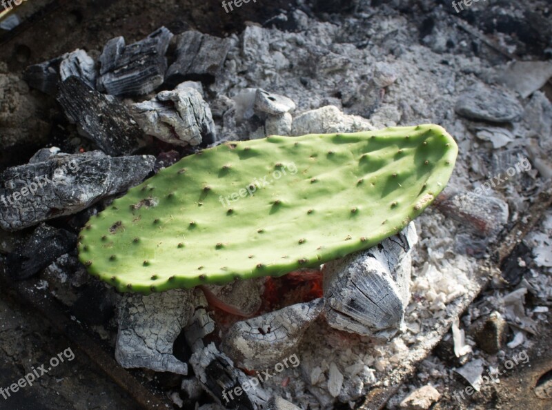 Cactus Prickly Pear Leaf Coals Cooking