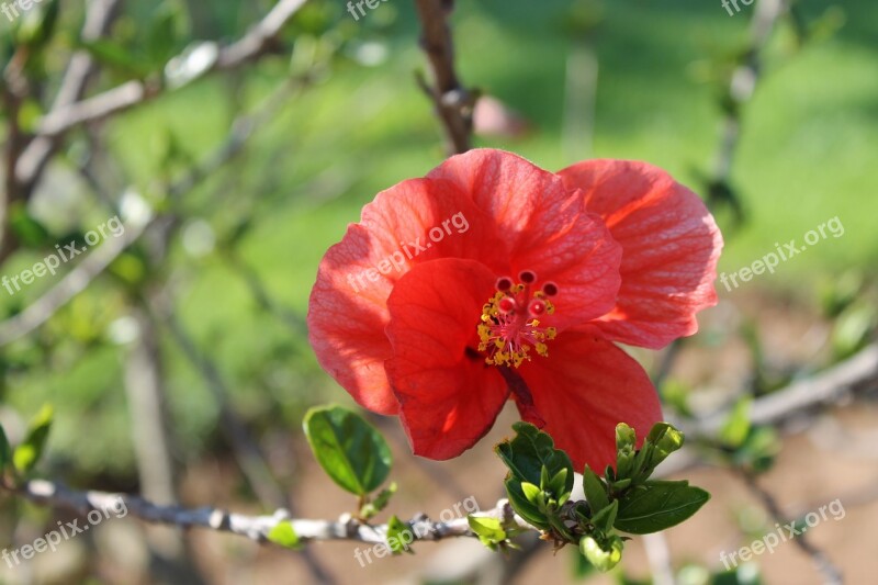 Flower Nature Red Flowers Summer