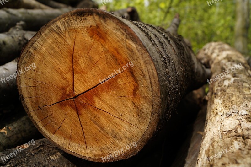 Wood Log Stump Forest Plant