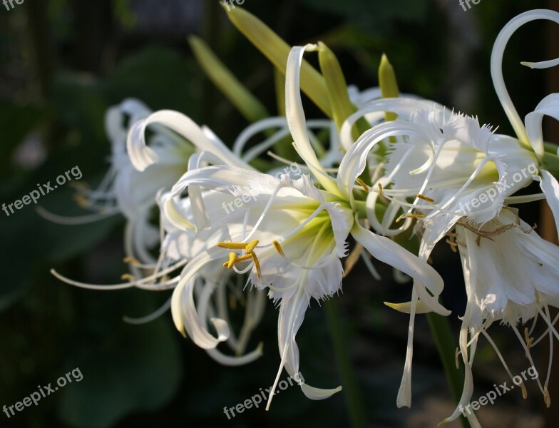 Błonczatka Hymenocallis White White Flowers Ismena