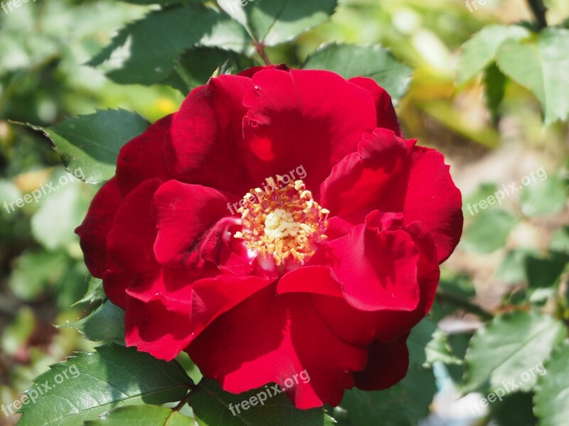 Rose Blossom Bloom Red Rose Flower