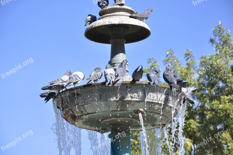 Source Pigeons Pool Water Peru