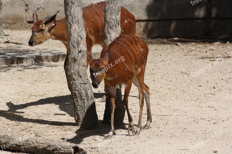 Bongo Drum Antelope Animal Zoo Fauna