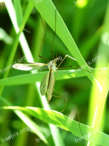 Mosquito Leaves Anopheles Sting Annoying Bug