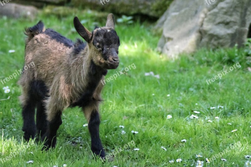 Goat Kid Mountain Goat Brown Pet