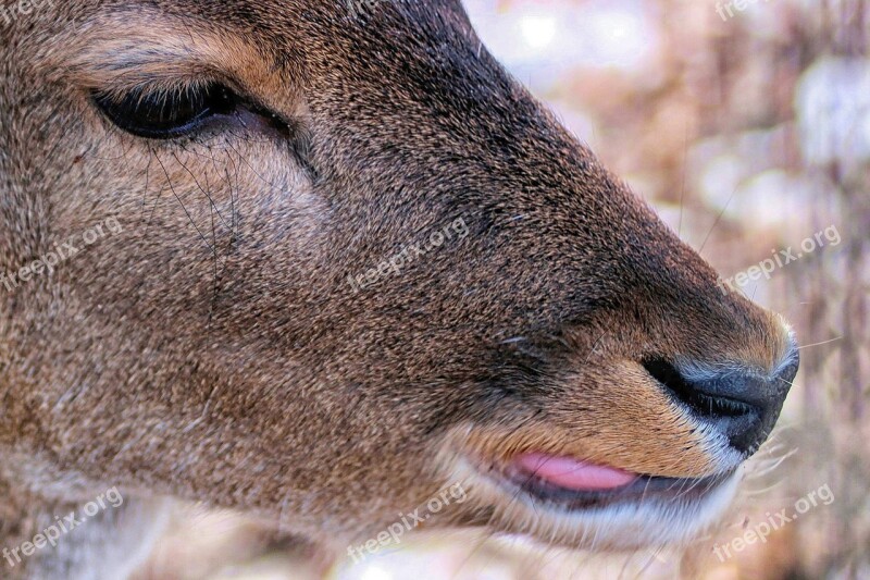 Roe Deer Head Mammal Nature Fallow Deer