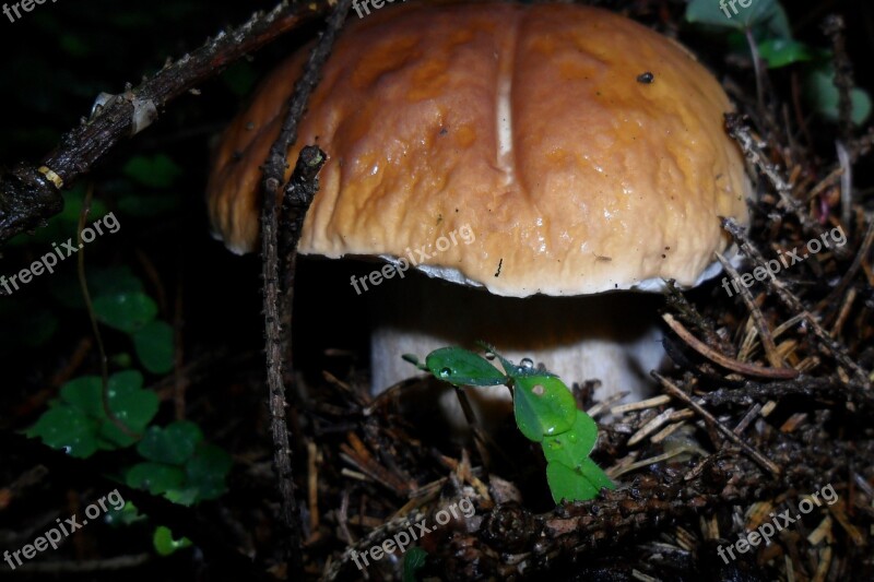 Boletus Forest Autumn Free Photos