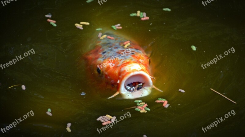 Koi Carp Foot Koi Carp Feed