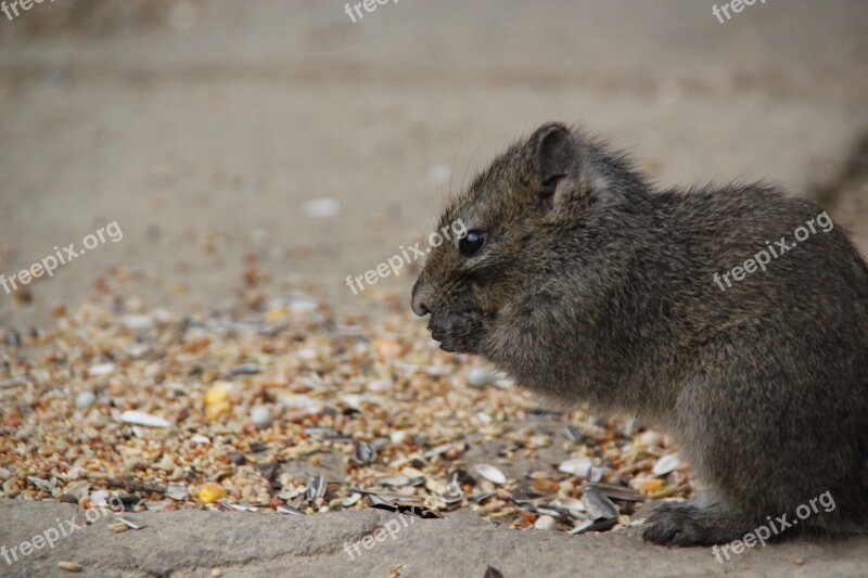 Rock Squirrel Nager Croissant Animals Cute