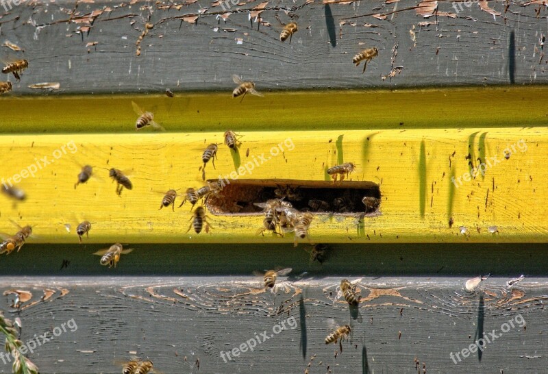 Einflugloch Bees Beehive Approach Bee In The Approach