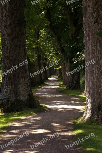 Away Tree Lined Avenue Avenue Trees Shady