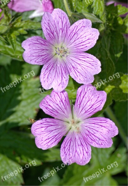 Mallow Malva Flower Violet Purple