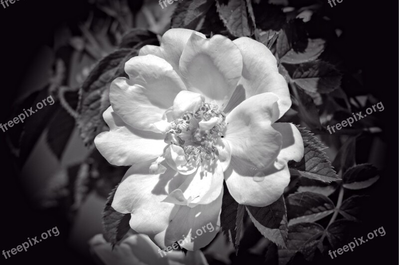 Rose Bloom Black White Black And White Flower