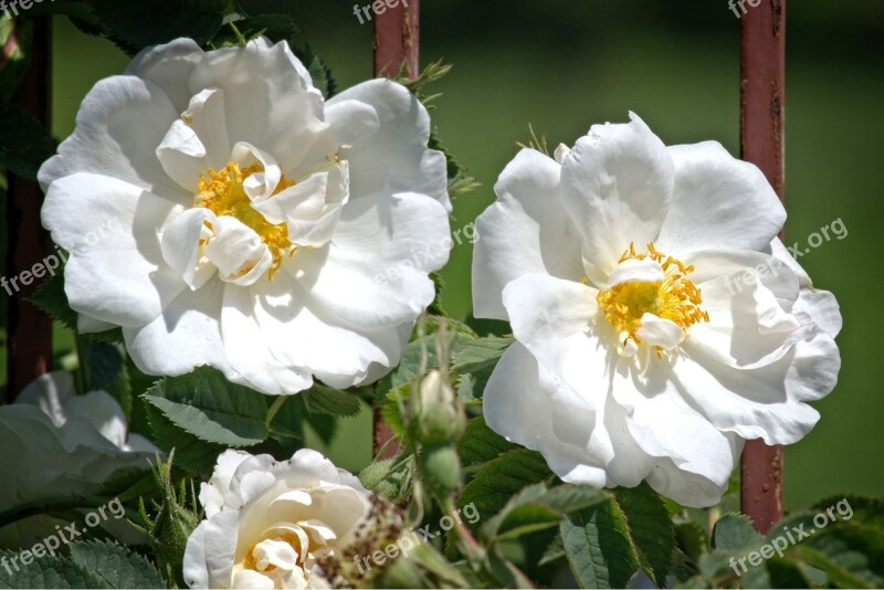 Rose Bloom White Rose Flower Blossom