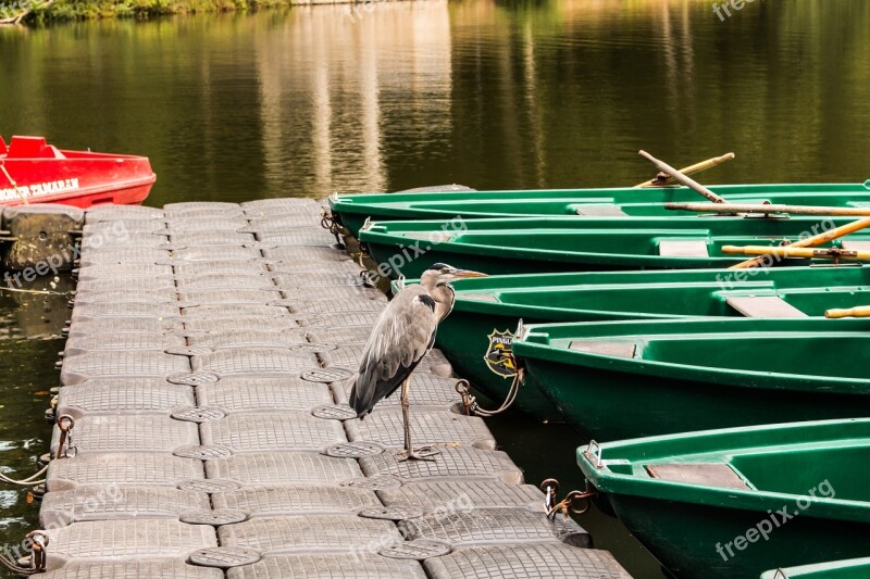 Grey Heron Boats Nature Water Landscape