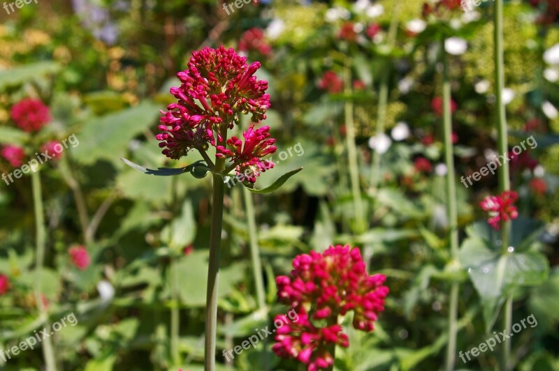 Spur Flower Red Spur Flower Beautiful Flower Garden