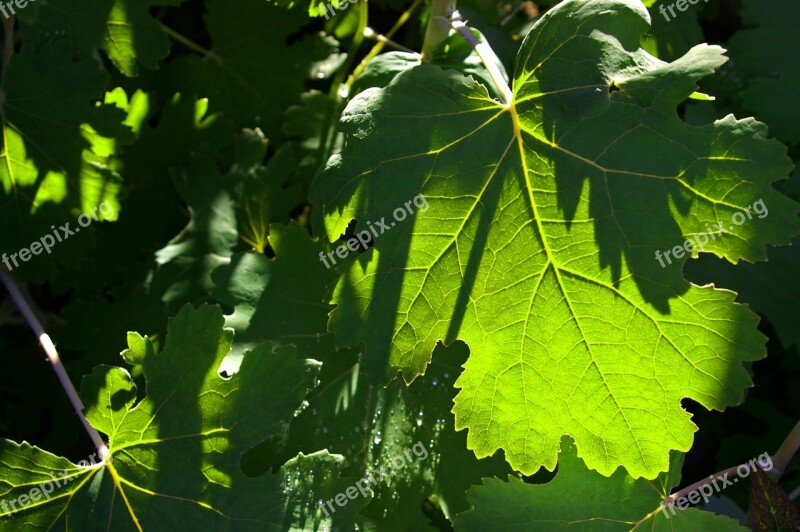 Spring Poppy Foliage Plant Shrub Garden Nature