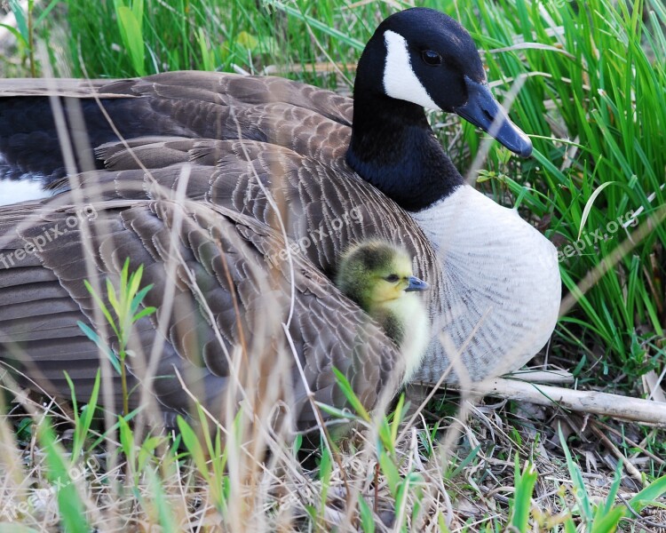 Canada Goose Gosling Nest Goose Wildlife