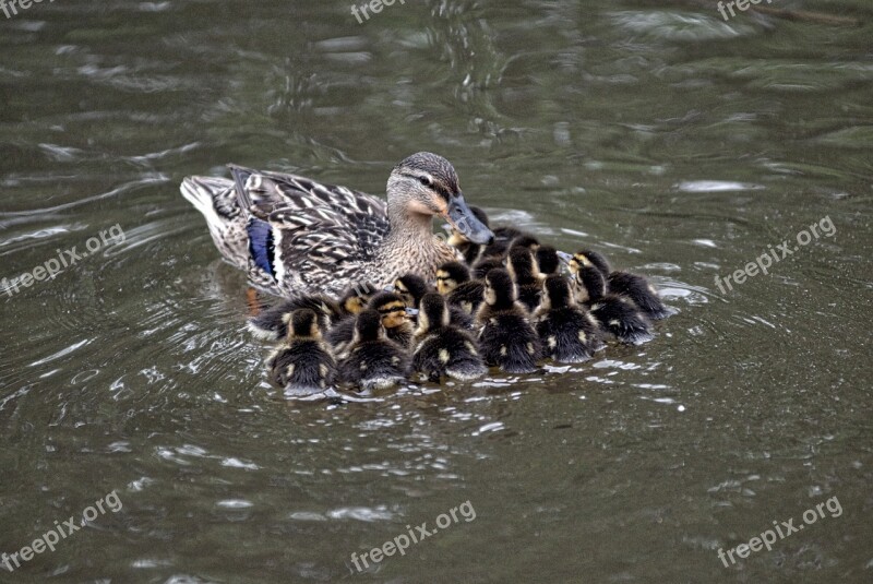 Mallard Chicks Pond Swimming Water