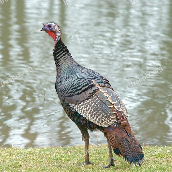 Wild Turkey Turkey Wildlife Nature Gobbler