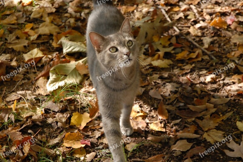 Grey Cat Cat Autumn Animal Free Photos