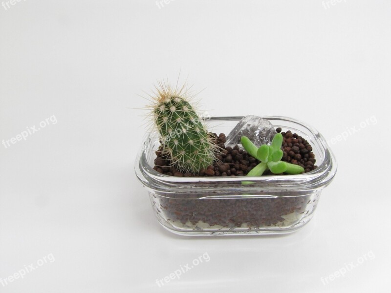 Succulents Cactus Plant Green Decoration