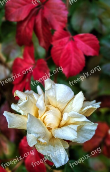 Rose Flower Nature Elegant Floral