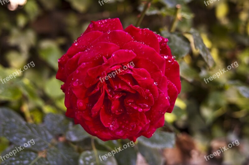 Rosa Rose Roja Red Raindrops