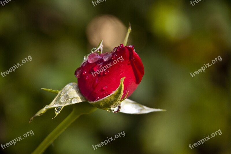 Rosa Capullo Rosebud Red Button