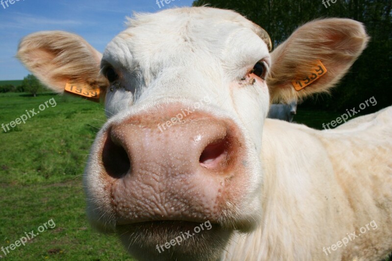 Cow Animal Cattle Closed Nature Free Photos