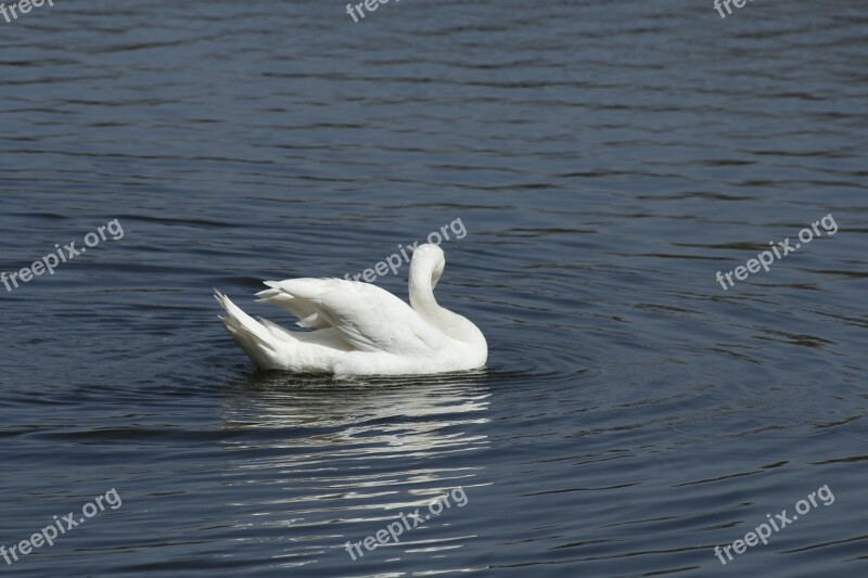 Swan Lake Nature Animal Bird