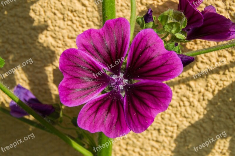 Mallow Blossom Bloom Flower Garden