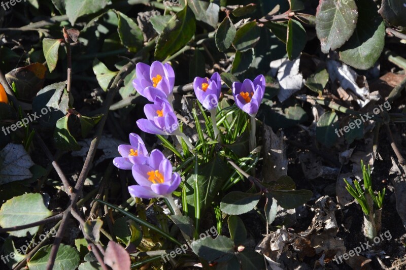 Spring Crocus Flowers Nature Flower