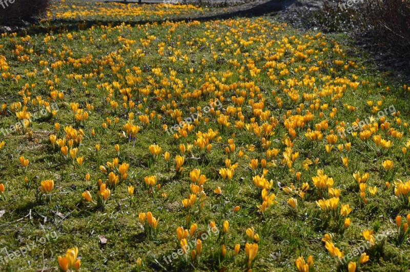 Spring Crocus Flowers Blooming Nature