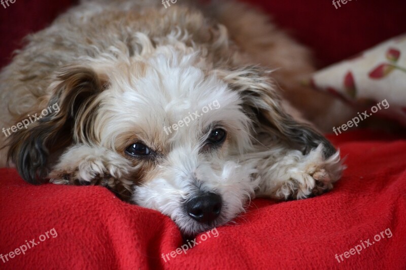 Dog Chinese Crested Chinese Crested Breed