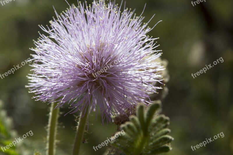 Nature Mato Garden Cerrado Plant