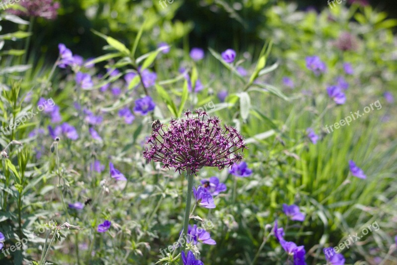 Garden Flowers Blossom Bloom Blue