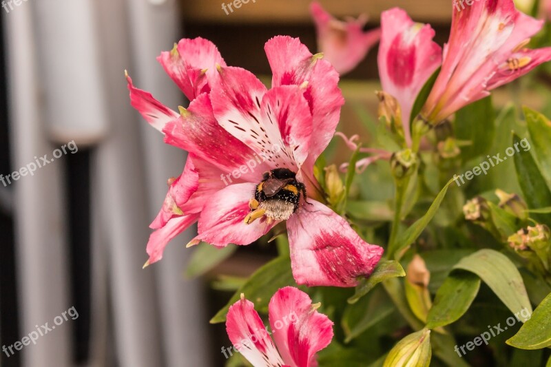 Bee Flower Nature Blossom Bloom