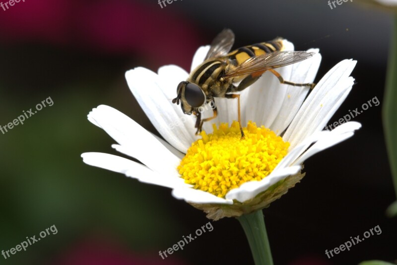 Flower Marguerite Hover Fly Fly Macro