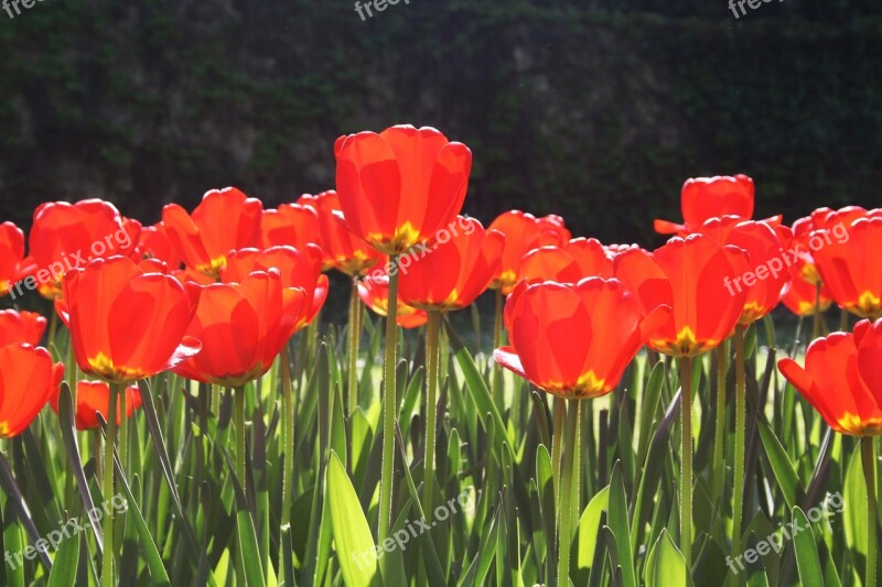 Flowers Tulips Spring Flowers Spring Colors