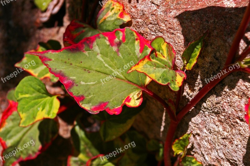 Colorful Leaf Leaf Colorful Leaves Decoration