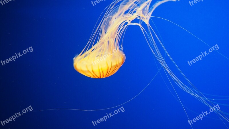 Jellyfish Water Underwater Animal Ocean