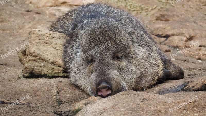 Collared Peccary Animal Zoo Collared Pig