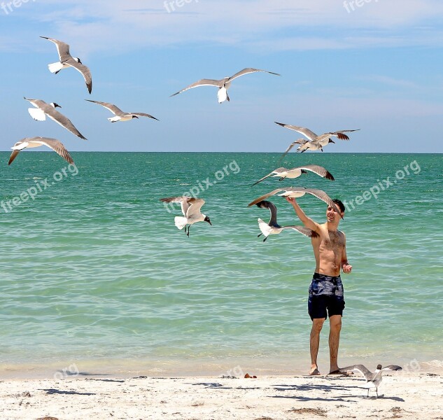 Beach Caribbean Seagulls Young Summer