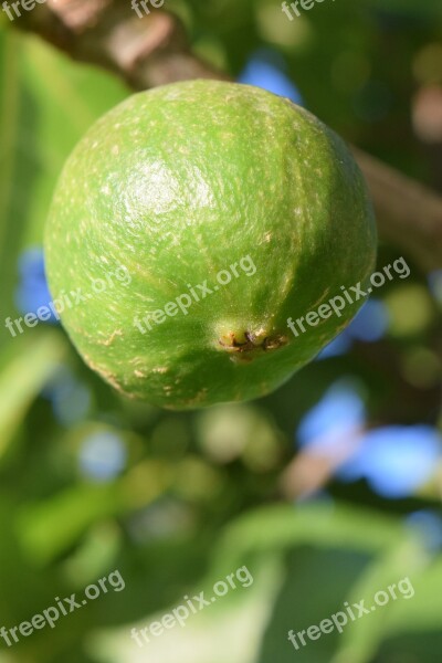 Fig Immature Green Fig Tree Fruits